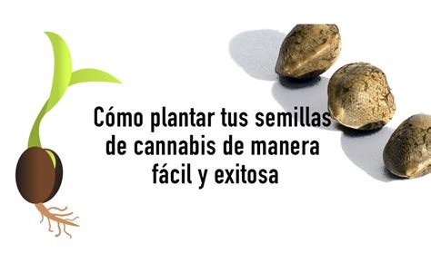 Cómo plantar semillas de manera fácil y exitosa