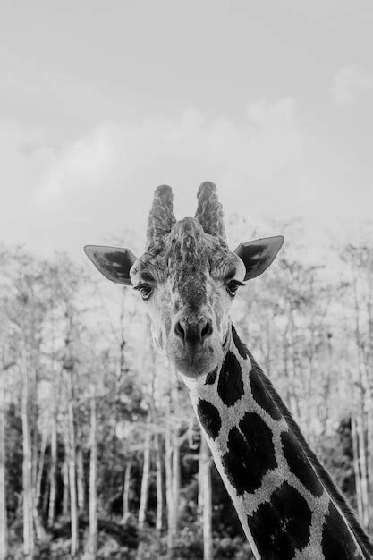 Premium Photo Portrait Of Giraffe Against Sky