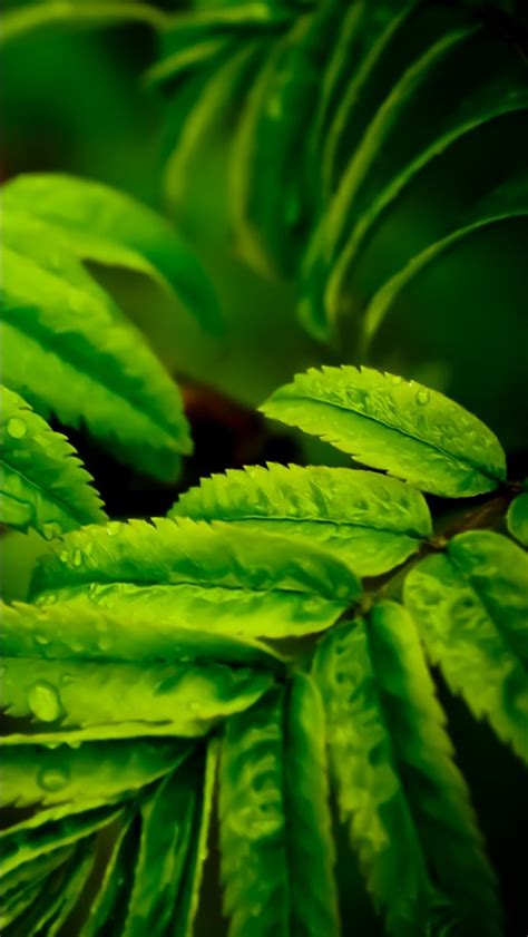 Green Leaves Tree Branches With Water Drops Macro 4k Hd Nature