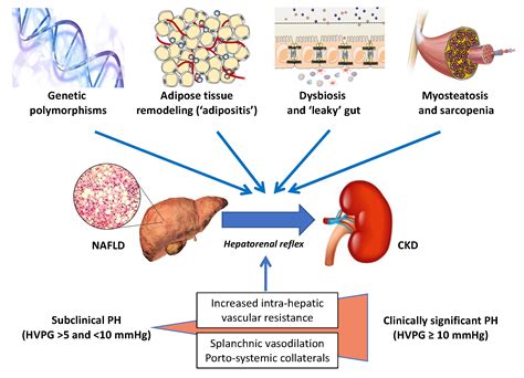 Ijms Free Full Text Nonalcoholic Fatty Liver Disease And Chronic