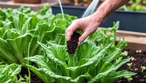 How to Grow Chicory - The Painkilling Plant You Should Grow