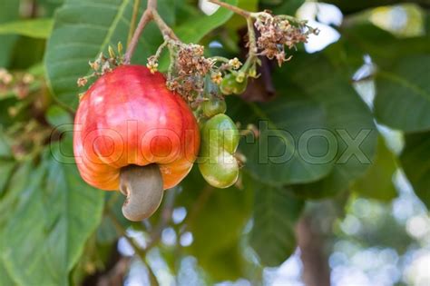 Cashews Growing