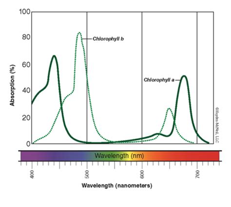 Lab 3 Quant Det Of Food Dyes In Powdered Drink Mixes Flashcards