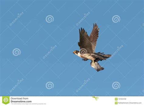 An Adult Peregrine Falcon Falco Peregrinus In Flight Isolated Stock