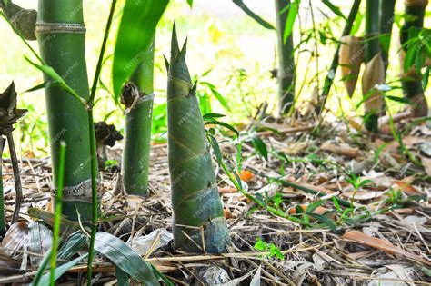 Premium Photo Bamboo Shoot Or Bamboo Sprout That Come Out And Growing