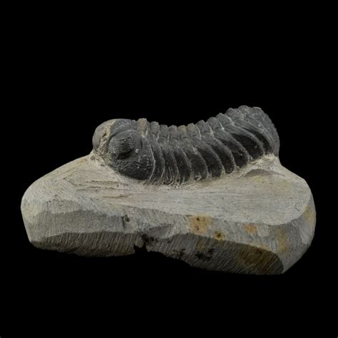 Trilobit Fosil 177gr #8094F2 - Kristali | Minerali | Fosili - Ametrin