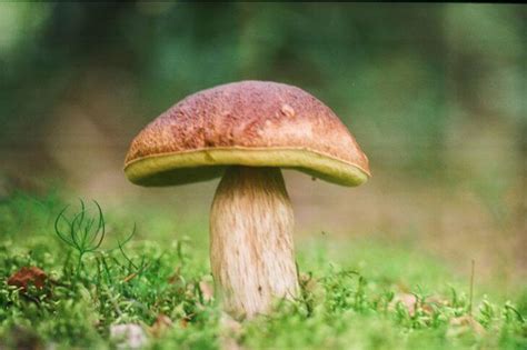 15 Mushrooms In Vermont With Images Try Green Recipes