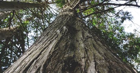 Free stock photo of canopy, forest, nature