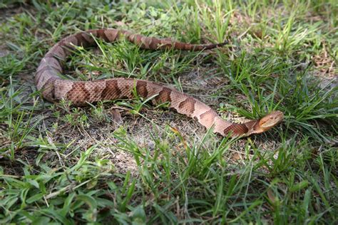 southern copperhead swamp girl adventures