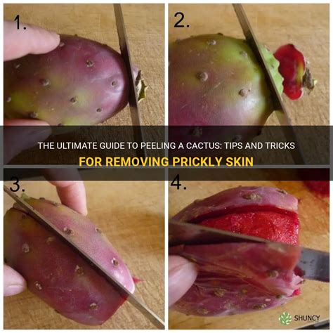 The Ultimate Guide To Peeling A Cactus Tips And Tricks For Removing Prickly Skin Shuncy