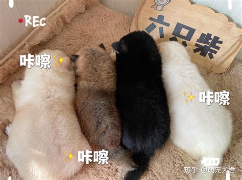 柴犬可以吃鸡蛋吗？ 知乎