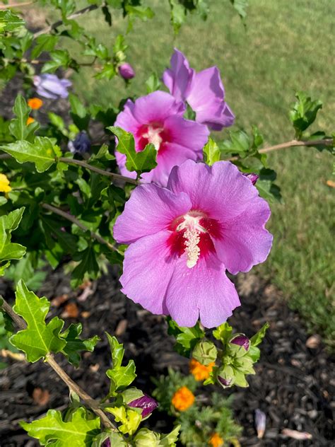 Rose Of Sharon Flower