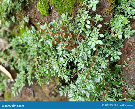 Pilea microphylla stock photo. Image of woodland, tree - 183220620