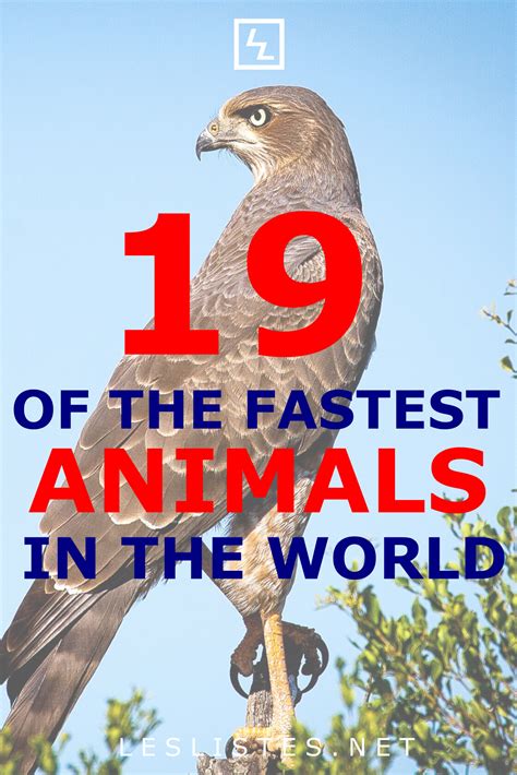 fastest water animal 4