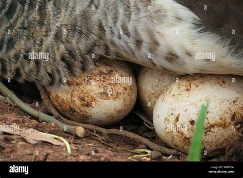 Peahen Eggs Hatching