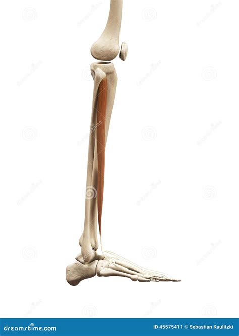 Extensor Digitorum Longus Muscle With Foot Skeletal System Outline