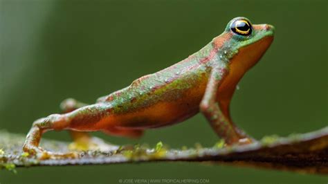 Harlequin Found: ‘Extinct’ Toad Rediscovered After 30 Years • The Revelator