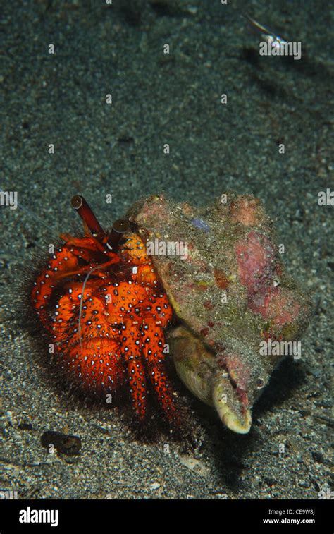 A Red Hermit Crab Crawling Down The Black Sandy Bottom On A Local Site