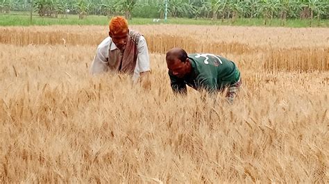 Bumper Yield Of Wheat In Ishwardi Farmers Expect High Profit