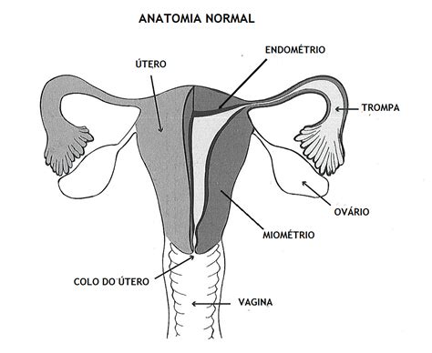 O Que É Utero Anteversoflexão - Utero Em Anteversoflexão O Que é - RETOEDU