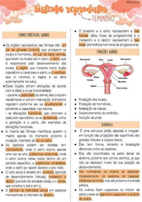 Mapa Mental Sobre Sistema Reprodutor Feminino