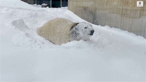 Polar bear plays in snow - Good Morning America