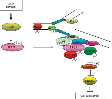 Cyclin Dependent Kinases Cdks And The Dna Damage Response Rationale