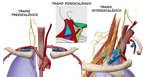 Padre Fage Hist Rico Delincuencia Arteria Subclavia Anatomia Ejecutante