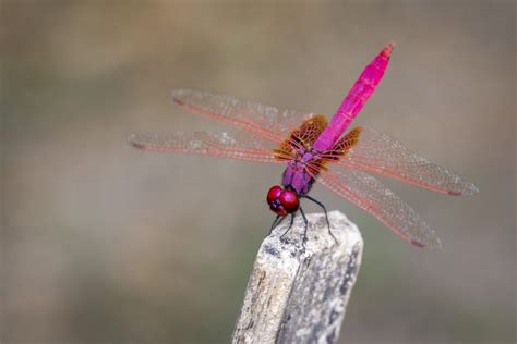 Dragonfly Color Symbolism: 11 Different Colors of Dragonflies and Their ...