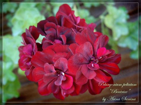 Пеларгония beatrice cottington фото и описание
