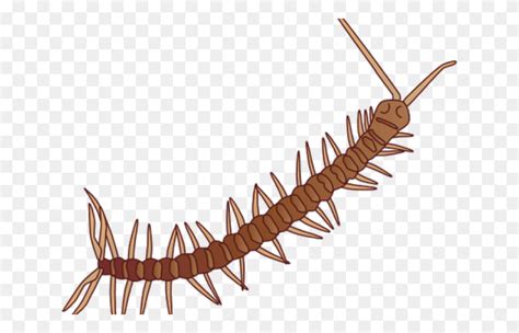 Millipedes Find And Download Best Transparent Png Clipart Images At