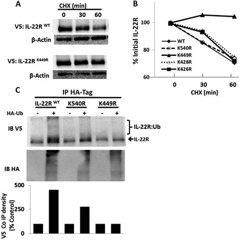 Glycogen Synthase Kinase 3β Stabilizes the Interleukin IL 22 Receptor