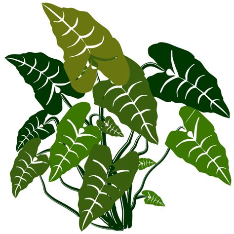 Elephant Ears Plant Free Svg