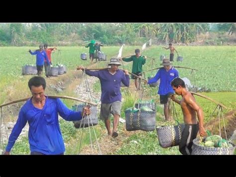 mùa Thu hạch dưa hấu nông dân phấn khởi dưa chúng bể tai mientaytv