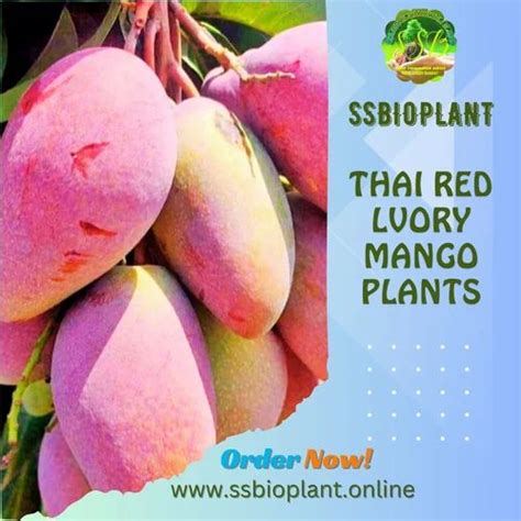 Well Watered Tai Red Lvory Mango Plant For Fruits Type Tissue Culture At Rs 580 Piece In