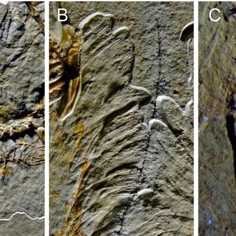 Body feathers of the Altmühl Archaeopteryx. (A) Feathers of the neck ...