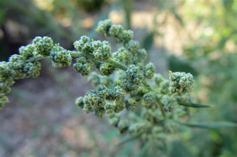 Summer Of Weeds Lambsquarters Awkward Botany