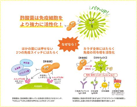 免疫機能への効果｜免疫機能への効果｜酢酸菌ライフ