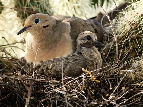 Mourning Dove Nesting (Behavior + Location) | Bird Fact