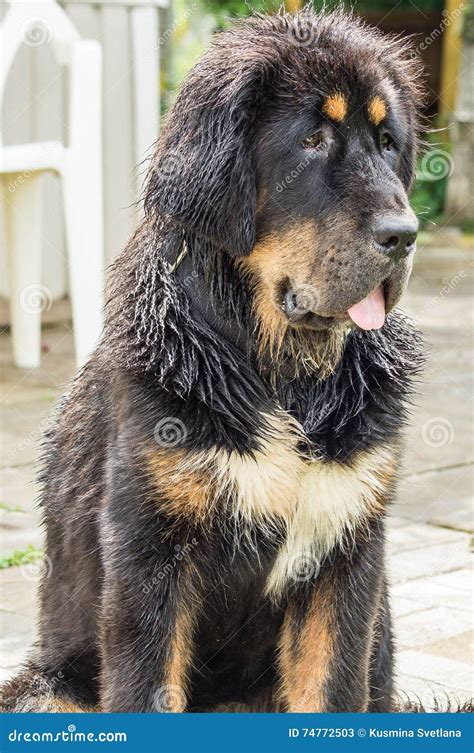 tibetan mastiff puppy stock image image  adequately