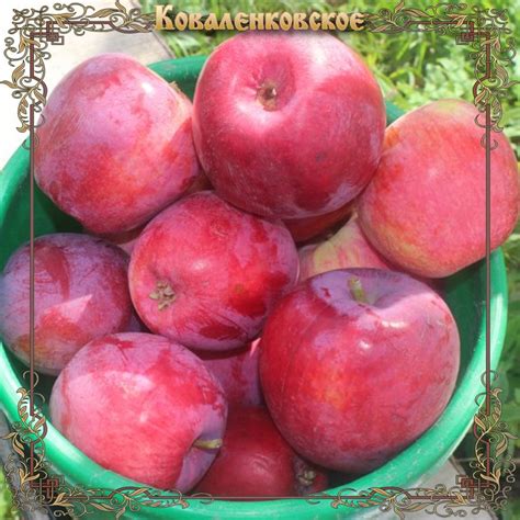 Яблоня Коваленковское — Сад Мордовии