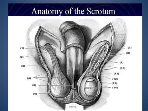 Imaging Of Inguino Scrotal Region PPT