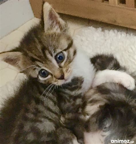 Chaton à confier Calvados 14 sur Animoz net