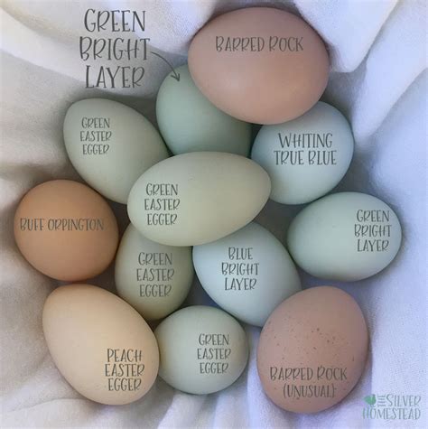 Types Of Egg Layers Egg Color Chart