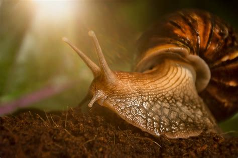 Download Macro Animal Snail Hd Wallpaper