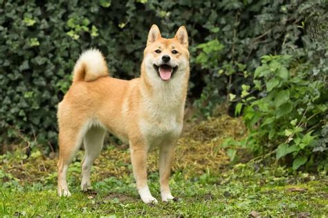 Shiba Inu Dog Breed Information Dogs 101 Shiba Inu