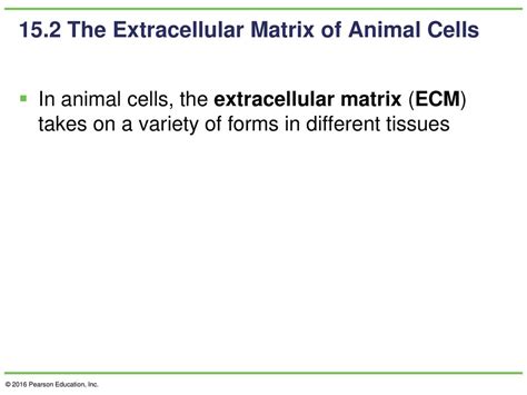 Chapter 15 Beyond The Cell Cell Adhesions Cell Junctions And