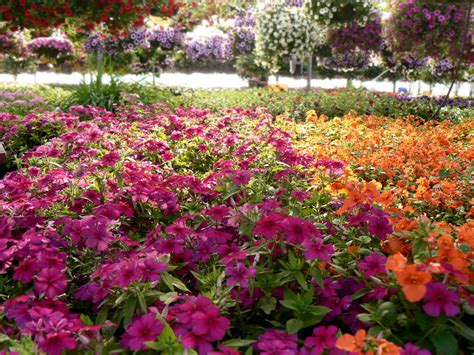 Bedding Plants — Kirby's Farm Market