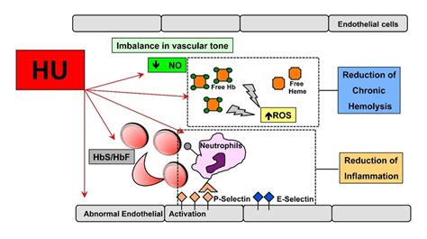 Ryan Gentles Sickle Cell Foundation New Research On Sickle Cell Trait 