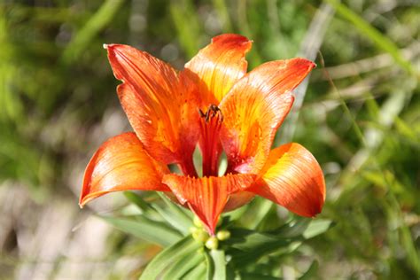 taxonomy liliaceae observationorg